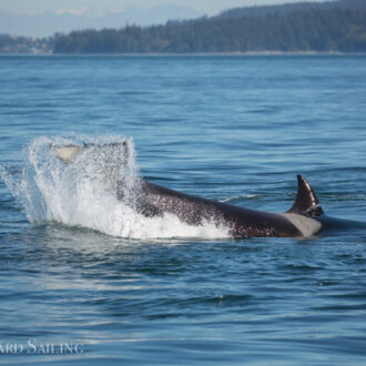 Orcas T101’s meet T34’s, T37’s and T37A1 around Lopez Island