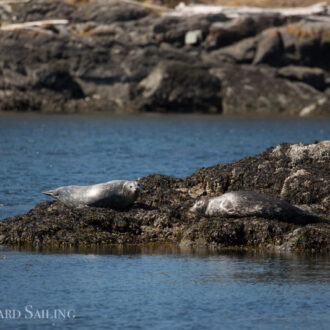 Morning short sail/wildlife tour