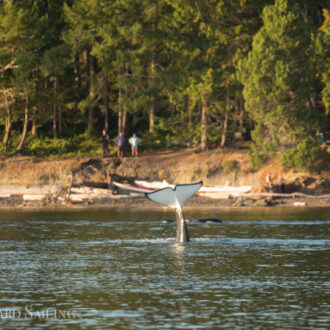 Orcas T49A’s and T19 with T19B hunting Gull Rock and Jones Island