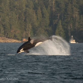 Biggs/Transient Orcas T49A’s and T19 with T19B hunting outside Friday Harbor