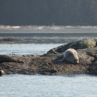 Orcas T49A’s, T60D and T60E, an elephant seal and a Minke whale