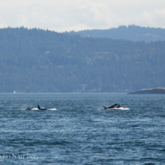 Southern Resident J Pod Orcas in Boundary Pass