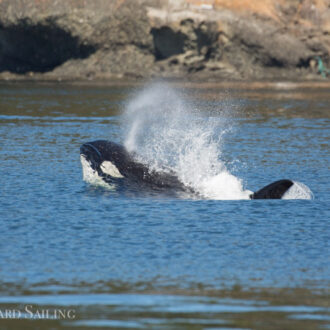 Biggs/Transient Orcas T60’s plus T2B circle Stuart Island