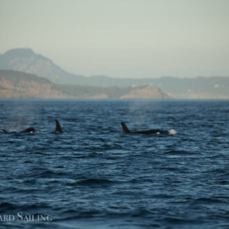 Minke whale on Salmon Bank, a pod of Orcas, and a sunset sail