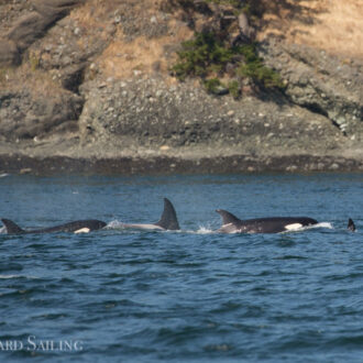 Orcas T35A’s and T38A’s in Presidents Channel