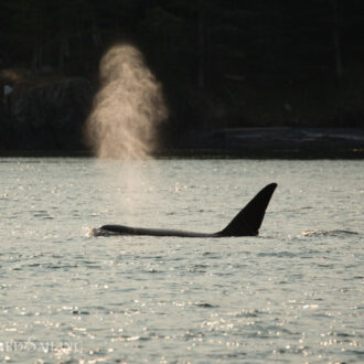 Minke whale, Sea otter and Orcas, T137’s