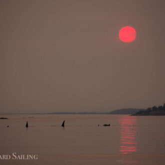 Biggs/Transient Orcas T60’s and T2B with a hot pink sun