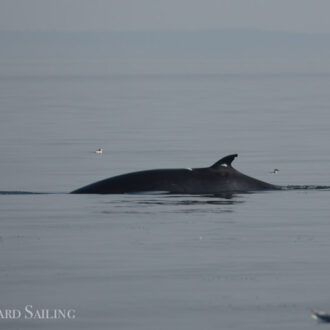 Minke whale ‘Trotsky II’ on Salmon Bank