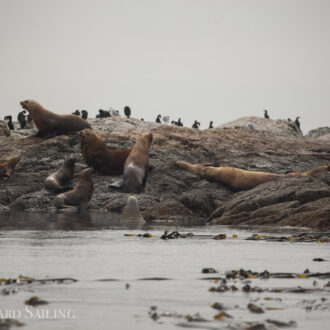 Wildlife cruise to Salmon Bank