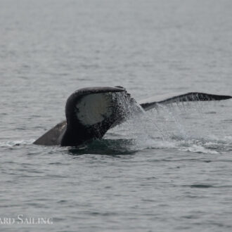 Humpback Whale BCZ0414 “Zephyr”passes Friday Harbor and a sail near S. Lopez