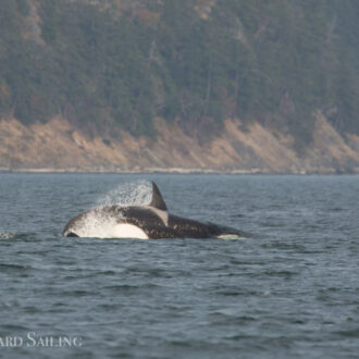 Orcas T34’s and T37’s southbound towards Sinclair Island