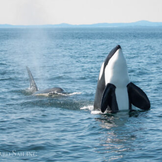 Biggs/Transient Orcas T60’s and T2B and a circumnav around Lopez