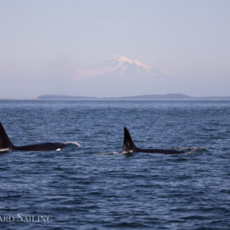 Biggs/Transient orcas T60D and T60E by Pender Island