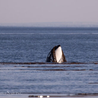 Minke whales followed by Biggs Orcas T60D & T60E