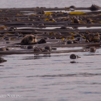 Sail around Lopez, a rare sea otter, and a Minke near Turn Rock