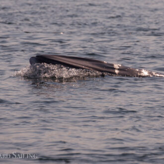 Minke Whale near Pear Pt and Southern Resident J Pod Orcas