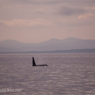 Views of J Pod and a Minke whale