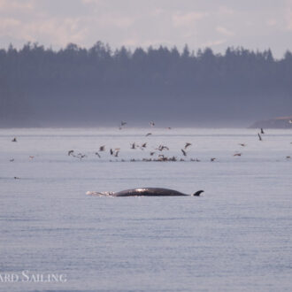 Minke Whale off Sandy Pt