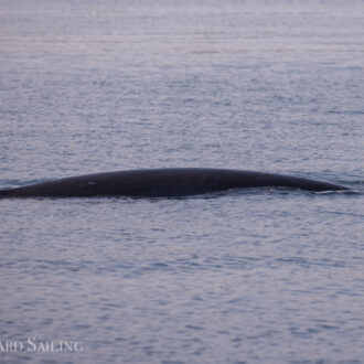 Minke whale by Turn Island