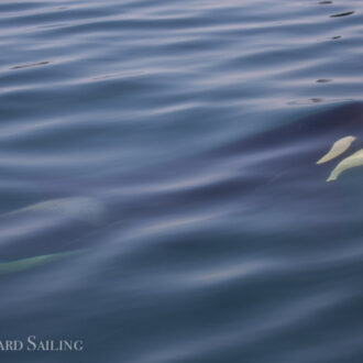 Biggs Orcas T100’s and a minke whale in Griffin Bay