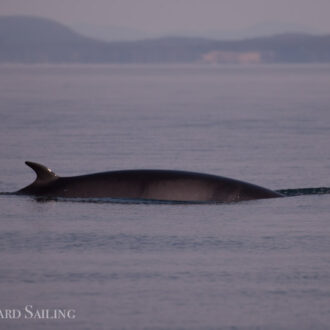 Multiple Minke Whales on Middle Bank