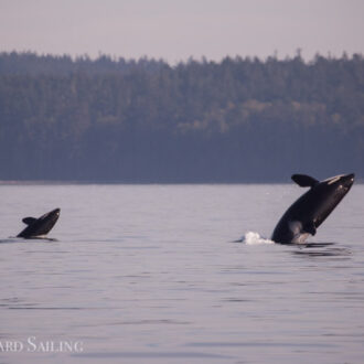 Biggs orcas T49A2 with T49C and Southern Resident J Pod Orcas