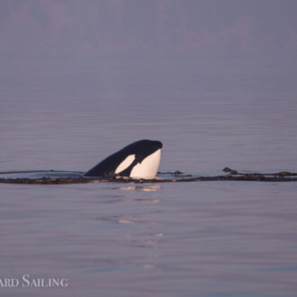 Orcas, a minke whale, falcons and more