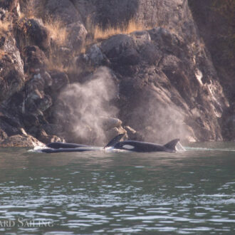 Biggs/Transient Orcas T36’s inter-island