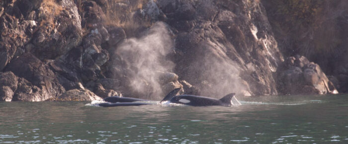 Biggs/Transient Orcas T36’s inter-island Biggs/Transient Orcas T36’s inter-island