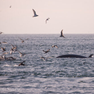 Eagles, Sea Lions and a Minke Whale