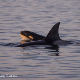 Humpbacks BCX0519 ‘Stitch’ & BCY0458 ‘Raptor’ and Orcas T34’s & T37’s with brand new calf