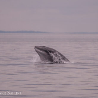 Eagles, Brown Pelican, Minke Whales, Sea Otter, the naked seal