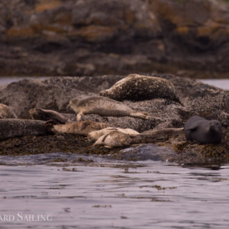 Two black matte naked seals