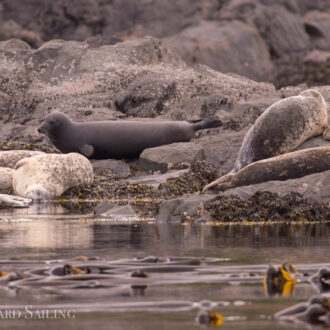 Sea otter, two naked seals, Minke whales and more