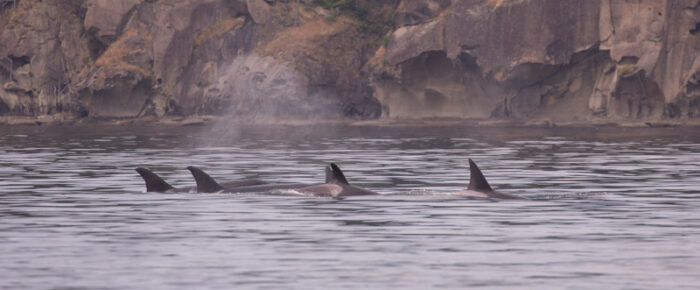 Orcas T65A’s and T77’s headed to East Point Orcas T65A’s and T77’s headed to East Point