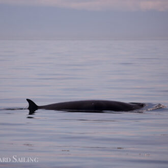 Multiple Minke whales on Salmon Bank