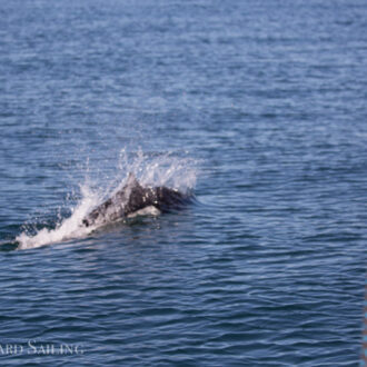 Incredible sail with Minke whales, Southern Resident Orcas, Dalls Porpoise and more