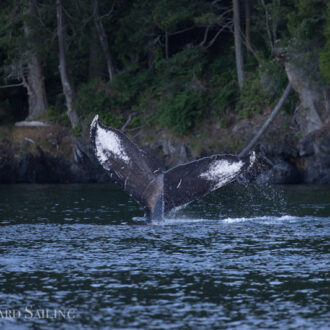 Humpback whale BCY1110 “Pingu” passes Friday Harbor