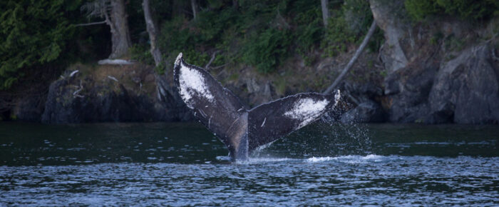 Humpback whale BCY1110 “Pingu” passes Friday Harbor