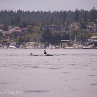 Orcas T65B’s pass Friday Harbor, Bald eagle chick, Harbor porpoise with collapsed dorsal fin