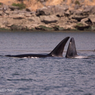 Orcas T49A2 and T65A3 hunting by Boat Pass