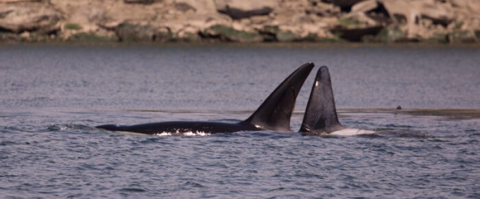 Orcas T49A2 and T65A3 hunting by Boat Pass Orcas T49A2 and T65A3 hunting by Boat Pass
