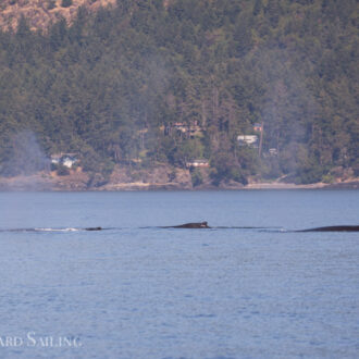 Humpbacks and Minke Whales