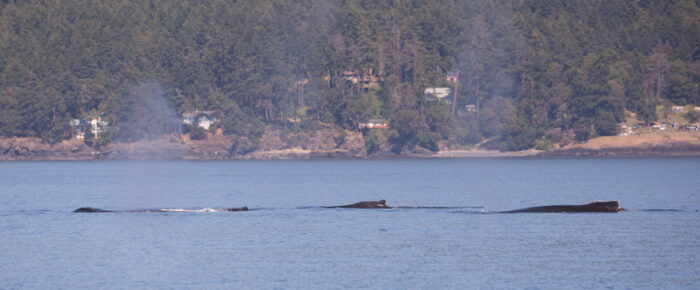 Humpbacks and Minke Whales Humpbacks and Minke Whales