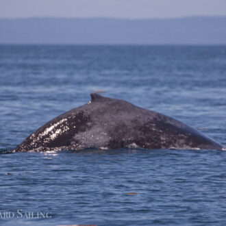 Humpback whale BCX1965 near Salmon Bank