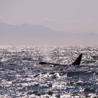 Orcas T34’s, T37’s, T60’s and T2B near Port Townsend