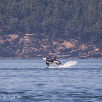 Southern Resident J Pod Orcas in Boundary Pass