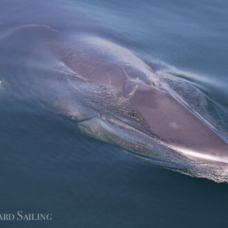 Spectacular Minke Whale encounter
