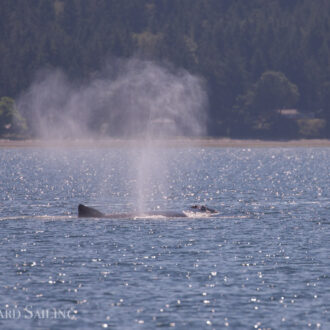 Humpback whale BCX1640 “Bond” outside Friday Harbor and Brown Pelican sighting