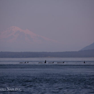 Southern Resident J Pod Orcas at Turn Pt